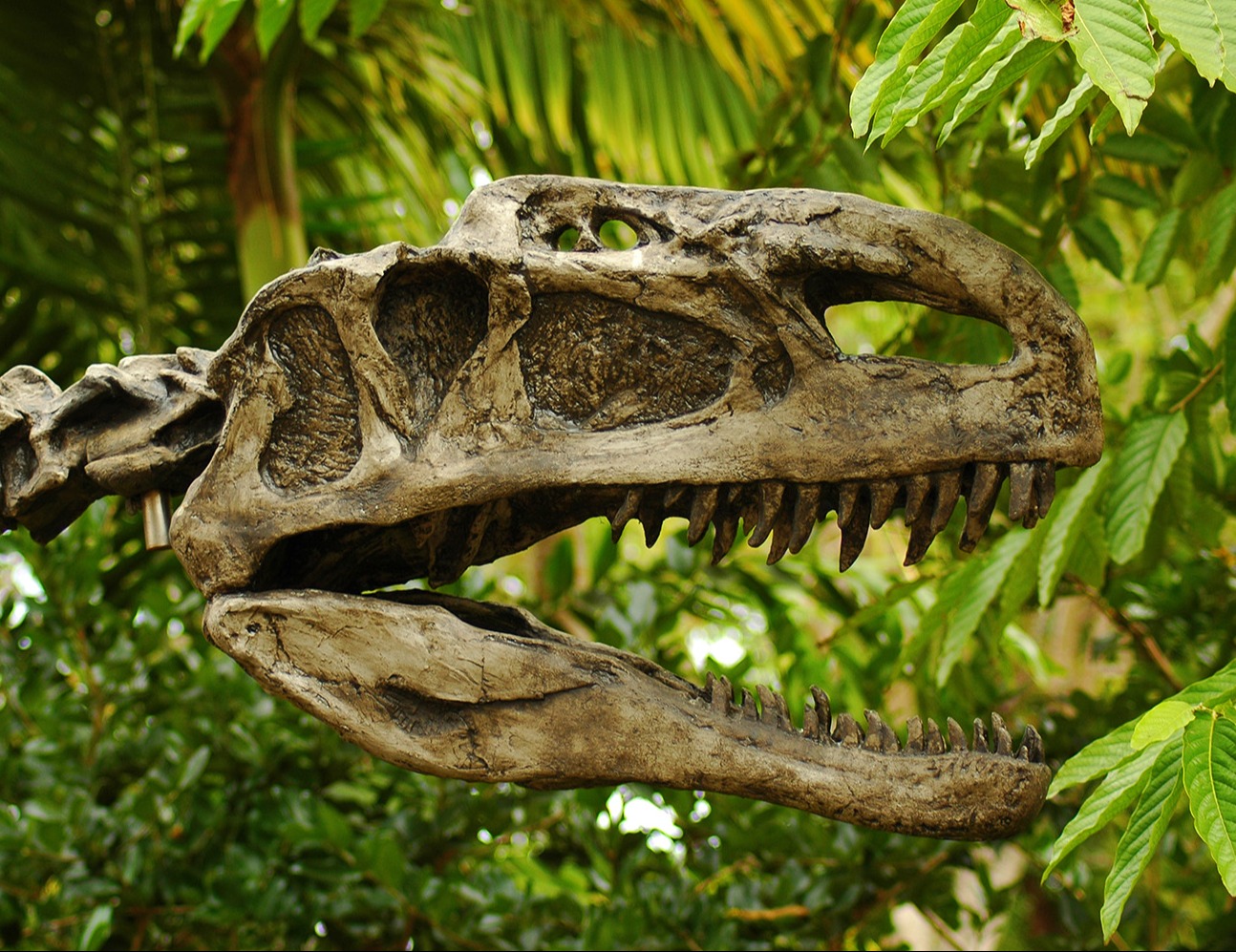 dinosaur-museum-woodlands-reduced-1